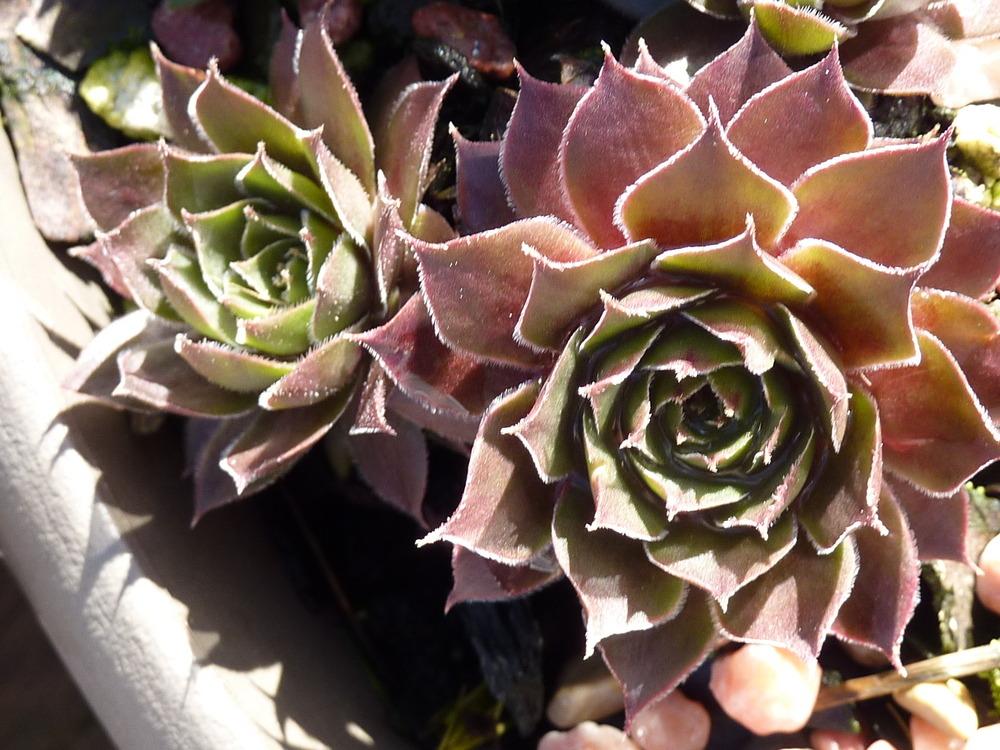 Photo of Hen and Chicks (Sempervivum 'Hayling') uploaded by sandnsea2