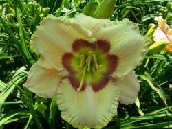 Photo of Daylily (Hemerocallis 'Litchfield Plantation') uploaded by vic