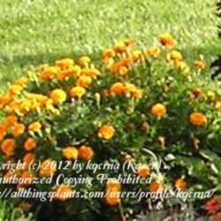 Location: My Cincinnati, Ohio garden
Date: September 2011
Marigold \"Boy O Boy\"
