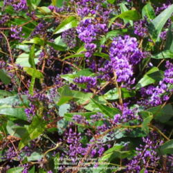 Location: Central Valley area - California
Date: 2012-01-31
Lovely lilac vine on our community fence