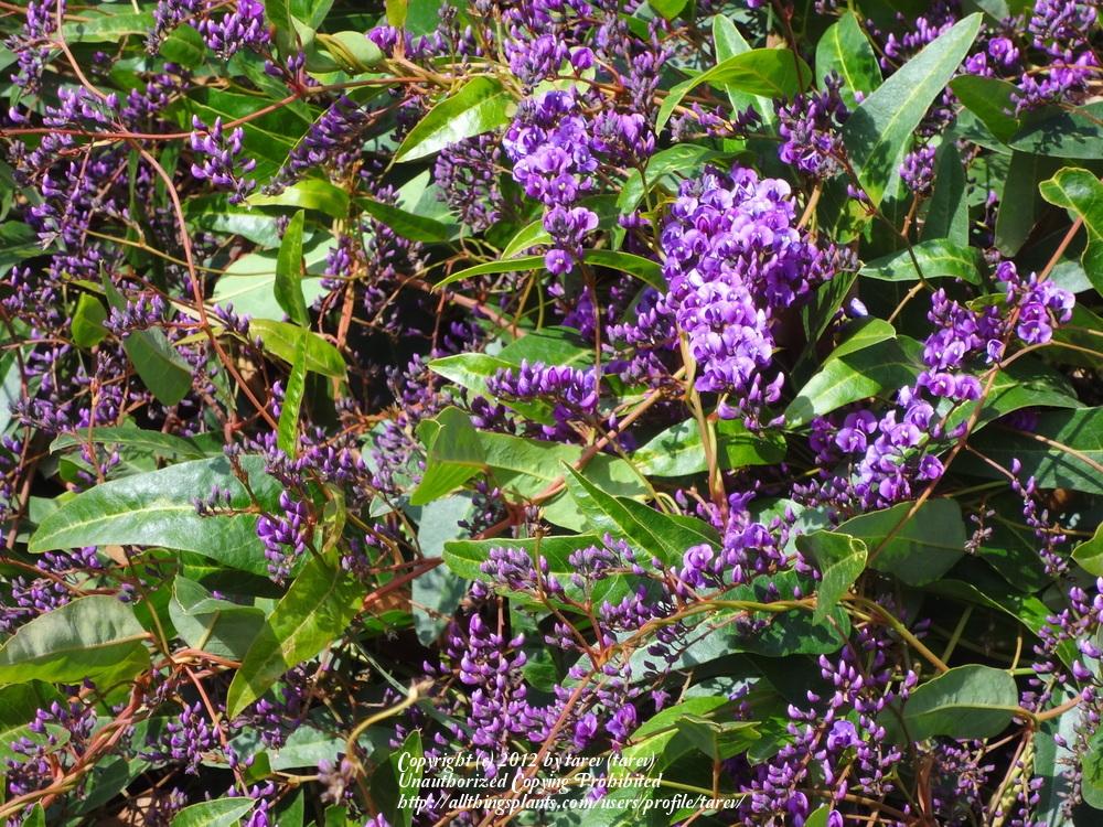 Photo of Lilac Vine (Hardenbergia violacea) uploaded by tarev