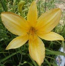 Photo of Daylily (Hemerocallis 'August Pioneer') uploaded by vic