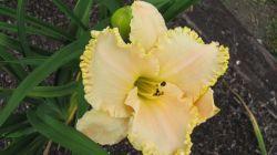 Photo of Daylily (Hemerocallis 'Spacecoast Discovery') uploaded by vic