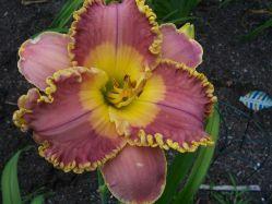 Photo of Daylily (Hemerocallis 'Spacecoast Easy Rider') uploaded by vic