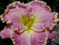 Photo of Daylily (Hemerocallis 'Shores of Time') uploaded by vic