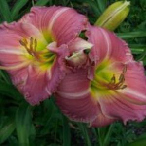 Photo Courtesy of Ellies Daylilies Used with Permission