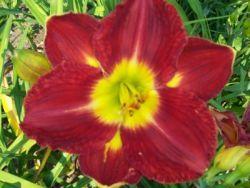 Photo of Daylily (Hemerocallis 'Passion for Red') uploaded by vic