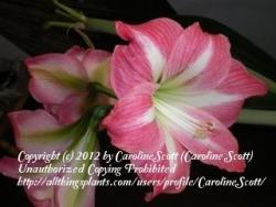 Thumb of 2012-02-02/CarolineScott/1e3404