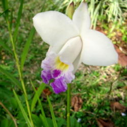 Location: Orlando, Central Florida, zone 9b
Date: 2012-02-02
Bamboo Orchid (Arundina graminifolia)