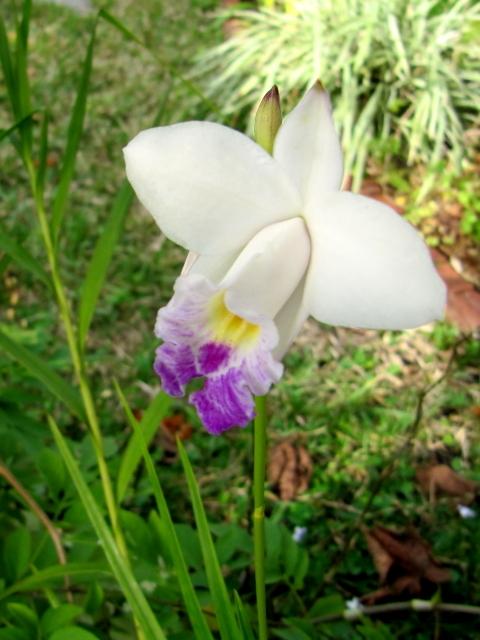 Photo of Bamboo Orchid (Arundina graminifolia) uploaded by GoneTropical