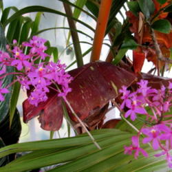 Location: Orlando, Central Florida, zone 9b
Date: 2012-02-02
Epidendrum radicans purple