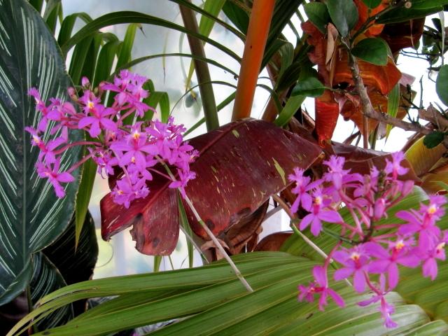 Photo of Crucifix Orchid (Epidendrum radicans) uploaded by GoneTropical