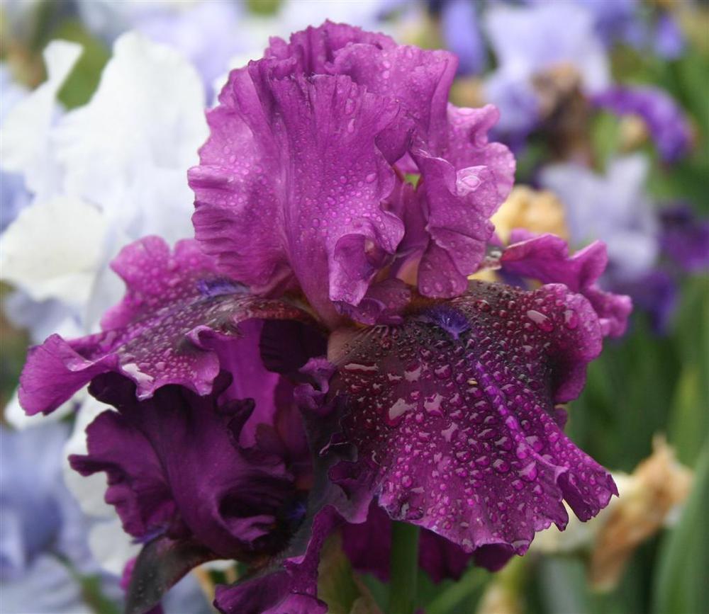 Photo of Tall Bearded Iris (Iris 'Purple Serenade') uploaded by KentPfeiffer