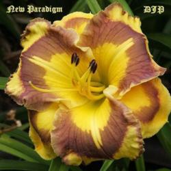 Location: Fort Worth TX
Date: 2012-02-02
Daylily \"New Paradigm\"