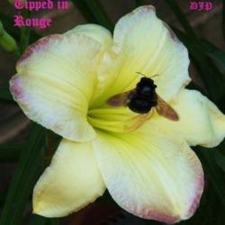 Location: Fort Worth Tx
Date: 2009-05-29
Daylily \"Tipped in Rouge\" with bee
