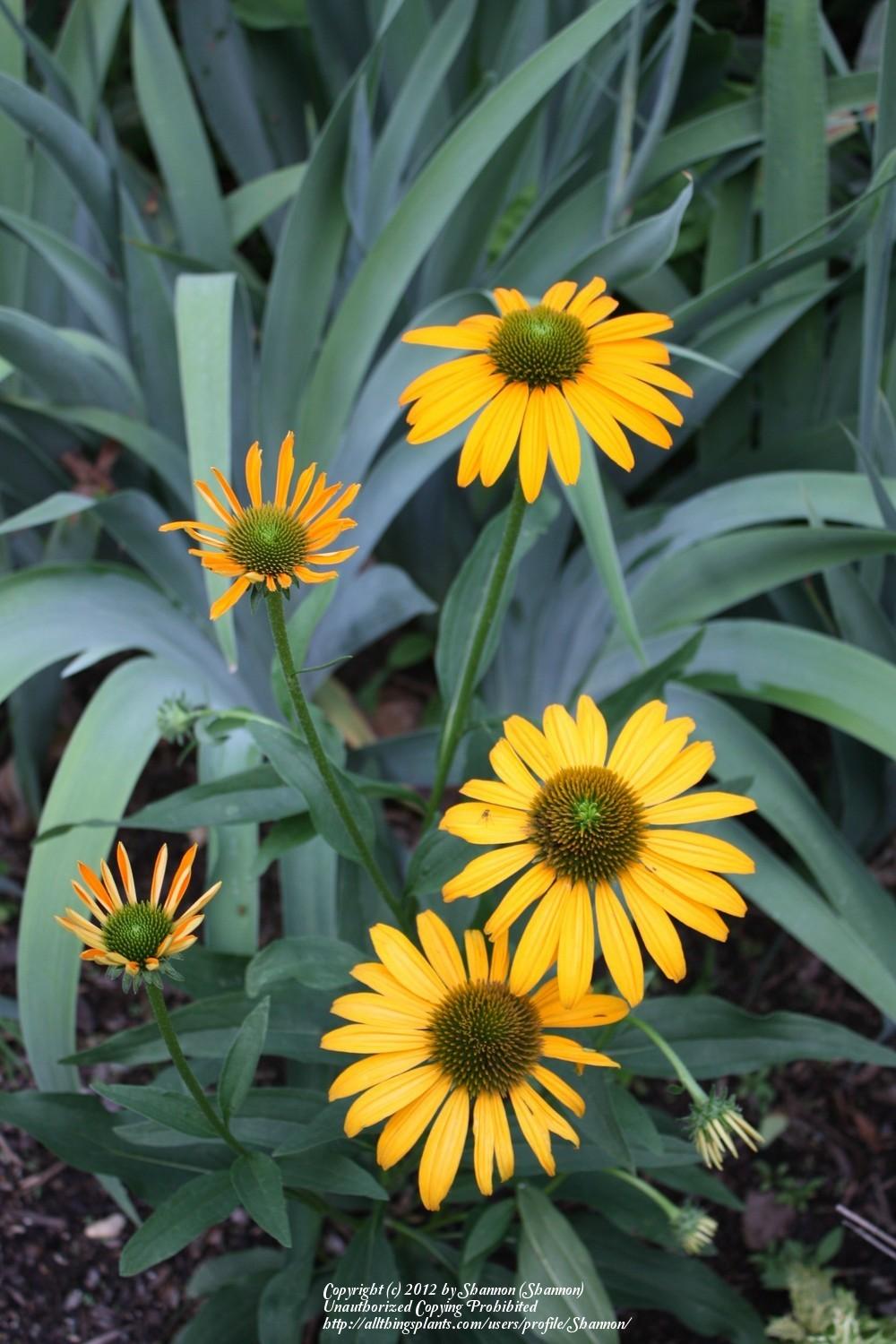 Photo of Coneflower (Echinacea 'Mac 'n Cheese') uploaded by Shannon