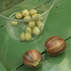 Location: So.Calif
Date: 2002
variegated seed pods and seed
