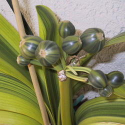 Location: So.Calif
Date: 2007
Variegated seed pod