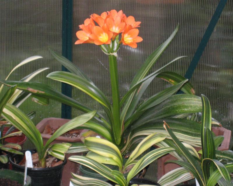 Photo of Bush Lily (Clivia miniata 'Solomone Variegated Pastel') uploaded by Strever