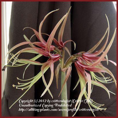 Photo of Amaryllis (Hippeastrum cybister 'Chico') uploaded by critterologist