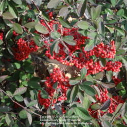 Location: Along the walkway - Central Valley area, California
Date: 2012-01-31
cotoneaster along the walkway