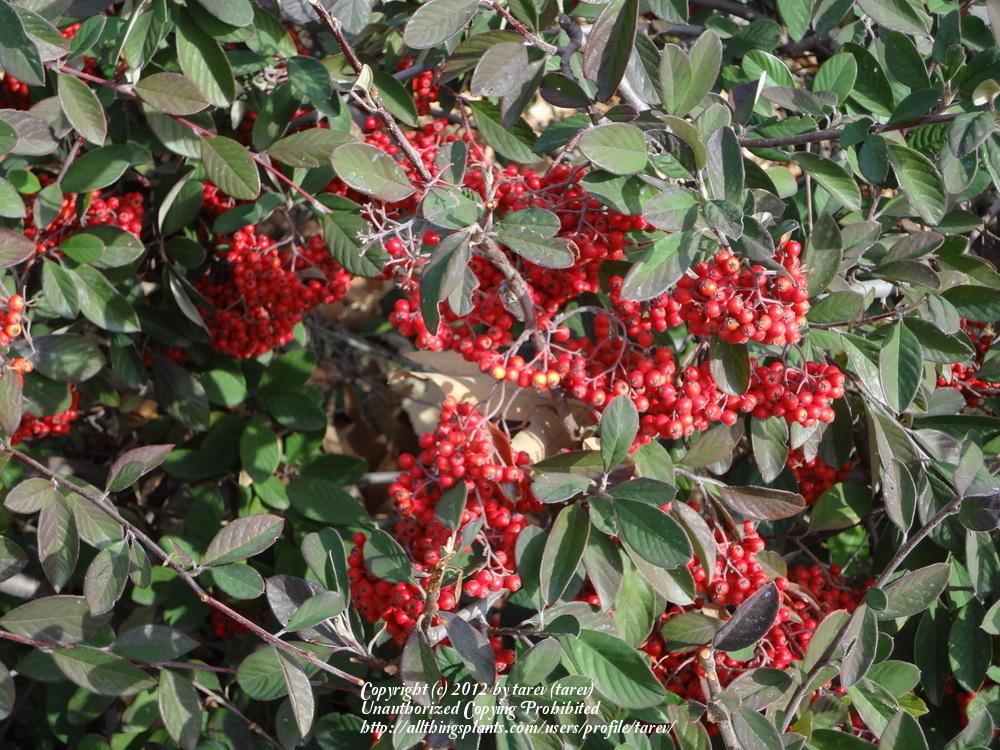 Photo of Cotoneaster uploaded by tarev