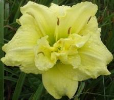 Photo of Daylily (Hemerocallis 'Cabbage Flower') uploaded by vic