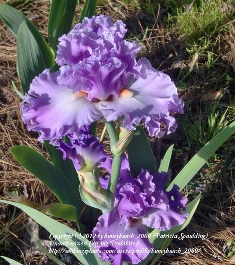Photo of Tall Bearded Iris (Iris 'Excuse Me Darling') uploaded by huneybunch_2000