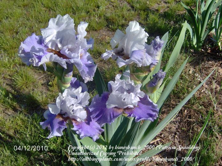 Photo of Tall Bearded Iris (Iris 'Mighty Cool') uploaded by huneybunch_2000