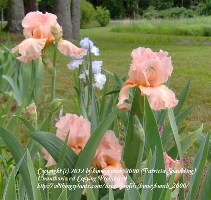 Photo of Tall Bearded Iris (Iris 'Laurel Park') uploaded by huneybunch_2000