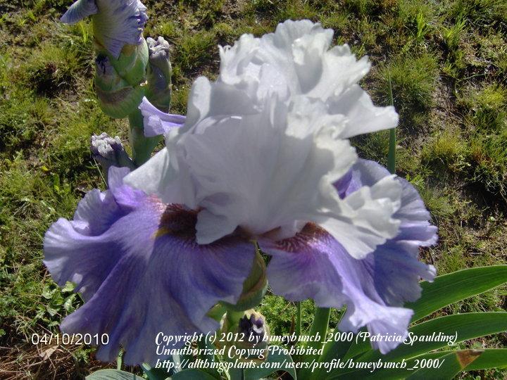 Photo of Tall Bearded Iris (Iris 'Mighty Cool') uploaded by huneybunch_2000