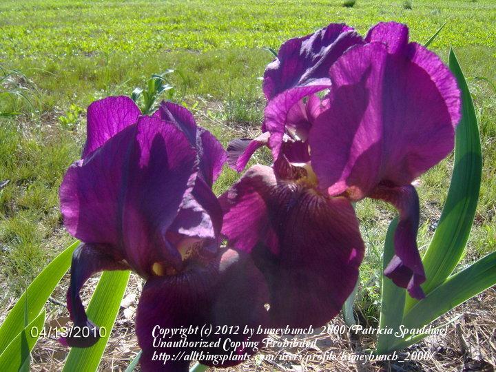 Photo of Tall Bearded Iris (Iris 'King's Ruby') uploaded by huneybunch_2000
