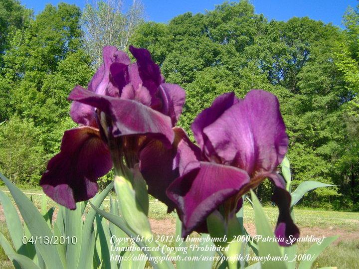 Photo of Tall Bearded Iris (Iris 'King's Ruby') uploaded by huneybunch_2000