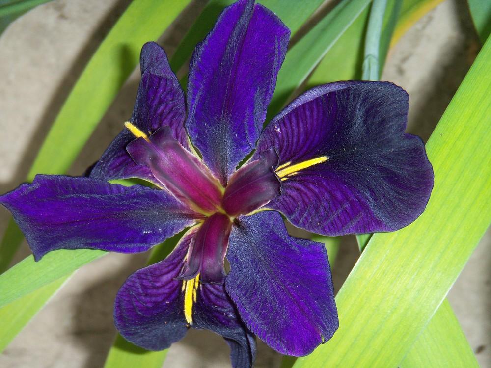 Photo of Louisiana Iris (Iris 'Black Gamecock') uploaded by obliqua