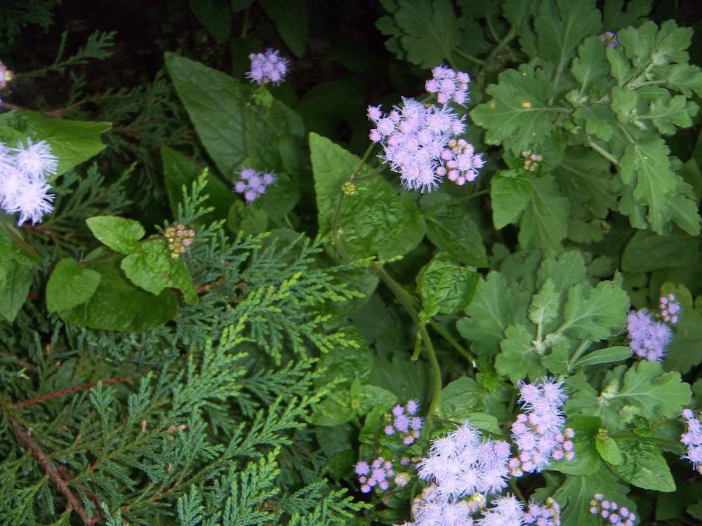 Photo of Blue Mistflower (Conoclinium coelestinum) uploaded by obliqua