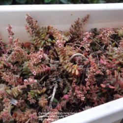 Location: At our garden - Central Valley Area - California
Date: 2012-02-03
Crassula alpestris during winter - just with a few blooms