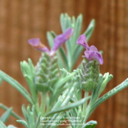 Location: At our garden - Central Valley area - California
Date: 2011-06-07
Lavandula stoechas Anouk in bloom