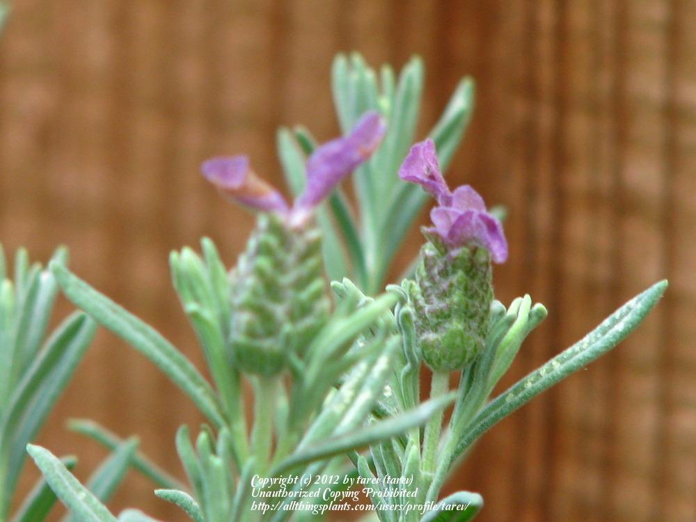 Photo of Lavender (Lavandula stoechas 'Anouk') uploaded by tarev
