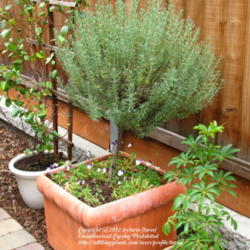 Location: At our garden - Central Valley Area - California
Date: 2011-06-03
Lavandula stoechas Anouk in brown container