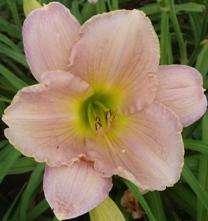 Photo of Daylily (Hemerocallis 'Distant Carillon') uploaded by vic