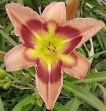 Photo of Daylily (Hemerocallis 'Carnival in Mexico') uploaded by vic