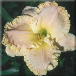 
Photo courtesy of Thoroughbred Daylilies  Used with Permission