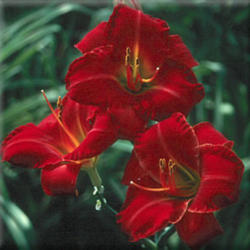 
Photo courtesy of Thoroughbred Daylilies  Used with Permission