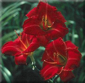 Photo of Daylily (Hemerocallis 'Caught Red Handed') uploaded by Calif_Sue