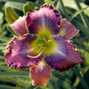 Photo courtesy of Thoroughbred Daylilies  Used with Permission