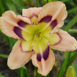 
Date: 2007-07-16
Photo courtesy of Thoroughbred Daylilies  Used with Permission