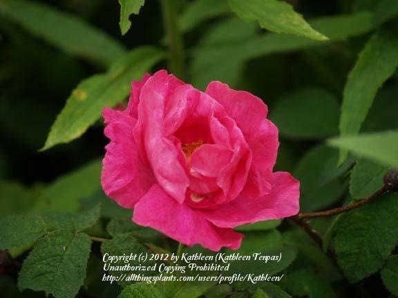 Photo of Rose (Rosa gallica 'Apothecary's Rose') uploaded by Kathleen