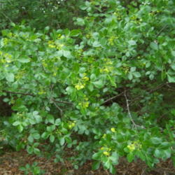 Location: Medina Co., Texas
Date: May, 2009
Hop Tree