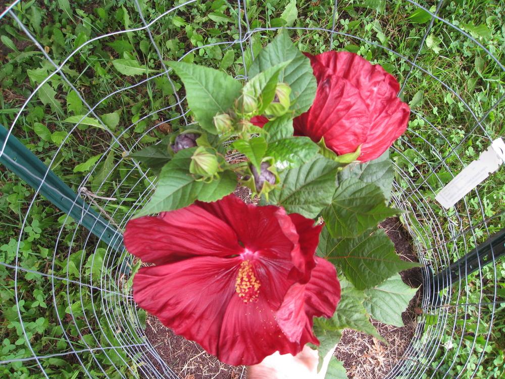 Photo of Hybrid Hardy Hibiscus (Hibiscus 'Robert Fleming') uploaded by philljm