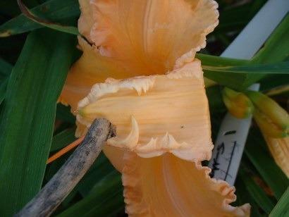 Photo of Daylily (Hemerocallis 'The Fifth Element') uploaded by vic